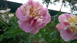 Пион София Новгородская - (Васильев И.Я  2017, Россия)