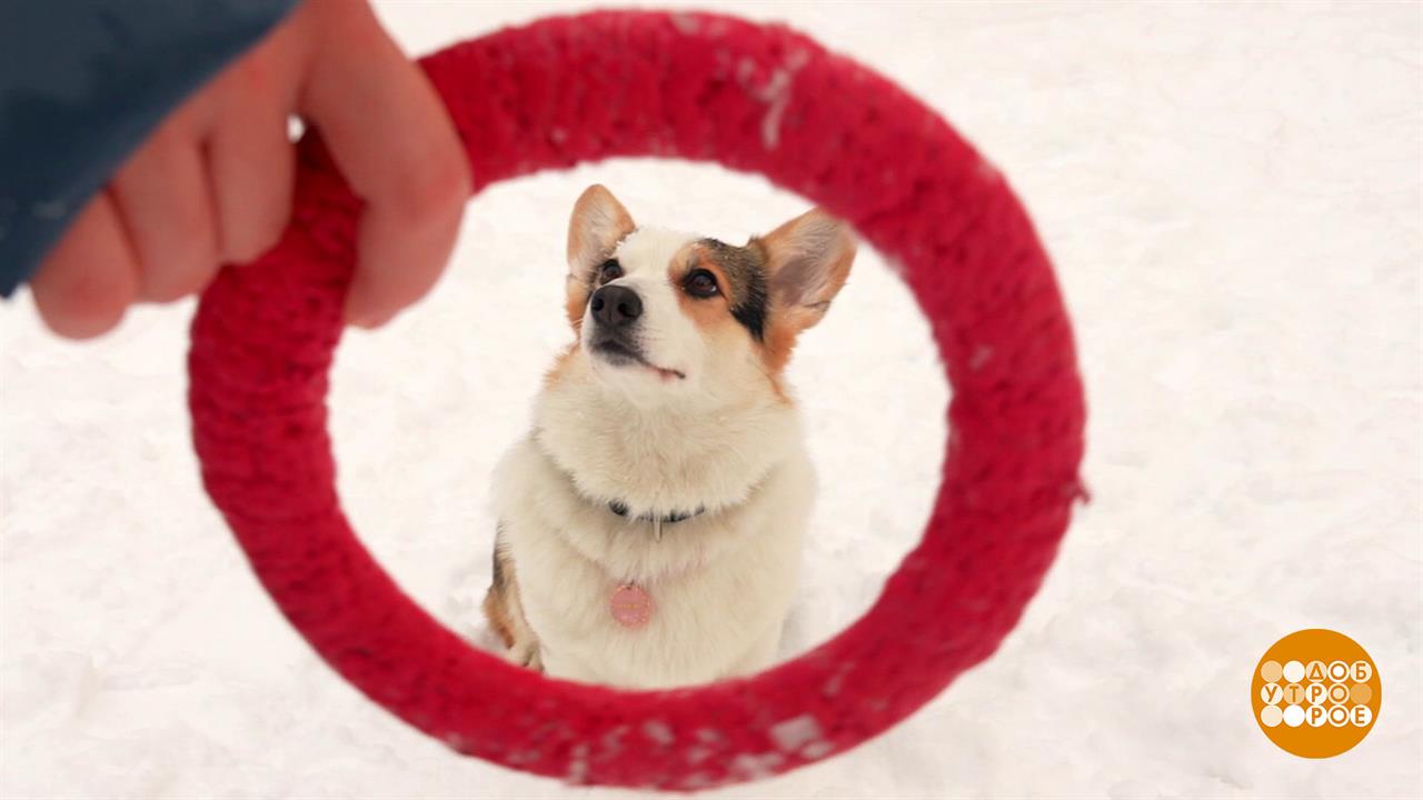 Собака, не кусайся! Давай лучше поиграем... Доброе утро. Фрагмент выпуска от 19.02.2026 смотреть онлайн