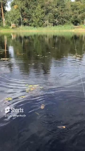 Ленобласть. Хвойное. 18.08.2024. Рыбалка на Вуоксе. Подсекаем рыбку. (Переходим на самообслуживание)