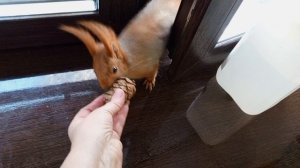 вечерний директор