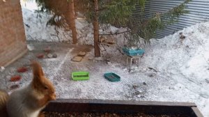 добавка морковки