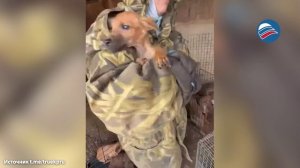 Запертые в кошмаре: под Волгоградом вызволили 31 собаку из дома умершей хозяйки