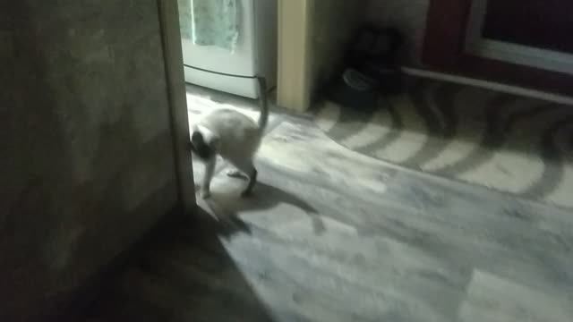 кошка фиса наелась и сидит