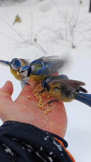 Голодные синицы