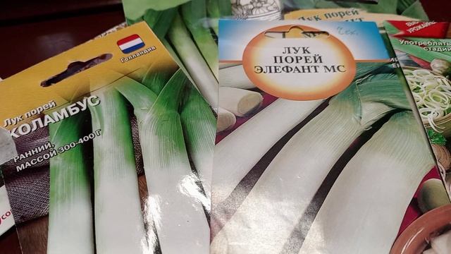 ЛУК ПОРЕЙ. МОЙ ВЫБОР.