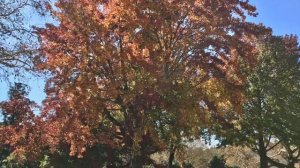 П. И. Чайковский "Ноктюрн"