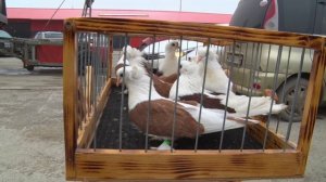 Птичий рынок. Славянск-на-Кубани. [15.02.2026]