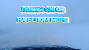 Рыбалка на сига на Белом море