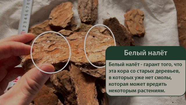 Кора сосны 6-10 см Премиум (Толстые кусочки). Обзор качества Баркинвуд смотреть онлайн