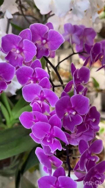 Мои великолепные орхидеи смотреть онлайн