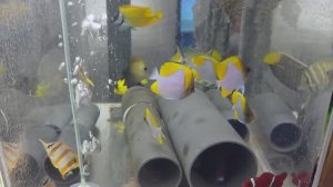 Обзор рыбной поставки Калипсо Февраль 2026