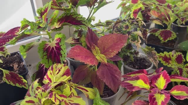 Колеусы вегетативные