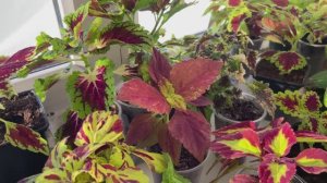 Колеусы вегетативные