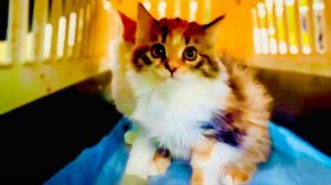 Нам и ГРУСТНО и РАДОСТНО! Котята Коржик и Карамелька нашли свою ДОБРУЮ ХОЗЯЙКУ!