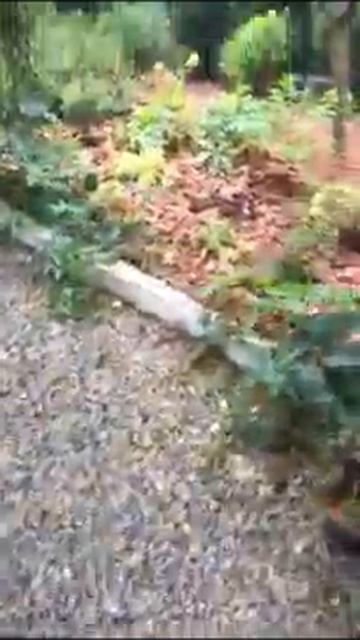 Рассыпаю кору лиственницы😍 Запах тайги🌲 смотреть онлайн