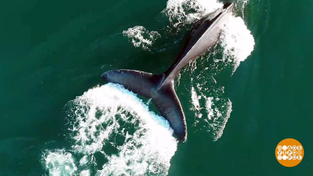 Я кита узнаю по хвосту. Доброе утро. Фрагмент выпуска от 19.02.2026 смотреть онлайн