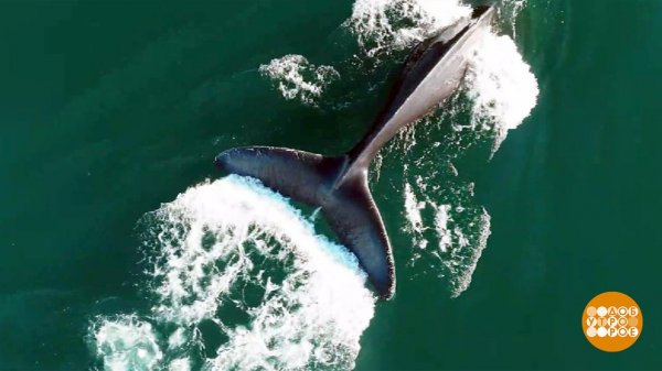 Я кита узнаю по хвосту. Доброе утро. Фрагмент выпуска от 19.02.2026