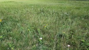 Луговые цветы. Розовый Тысячелистник,  цветущий Подорожник, Чертополох и другие растения