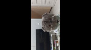 влог с бабушкой