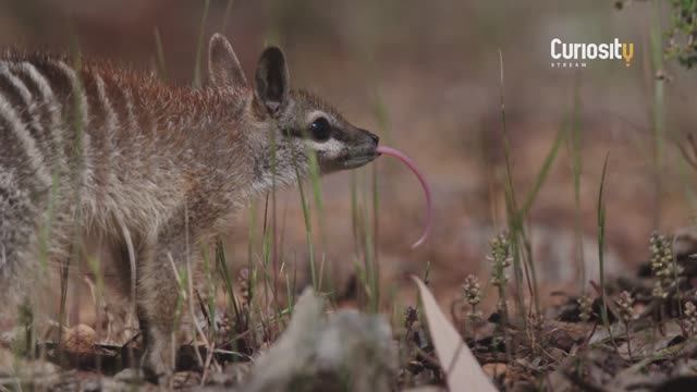 ХИЩНЫЕ СУМЧАТЫЕ: МИЛЫЕ, НО ОПАСНЫЕ