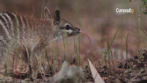 ХИЩНЫЕ СУМЧАТЫЕ: МИЛЫЕ, НО ОПАСНЫЕ