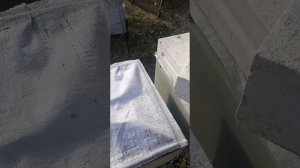 Пасека в Абрау