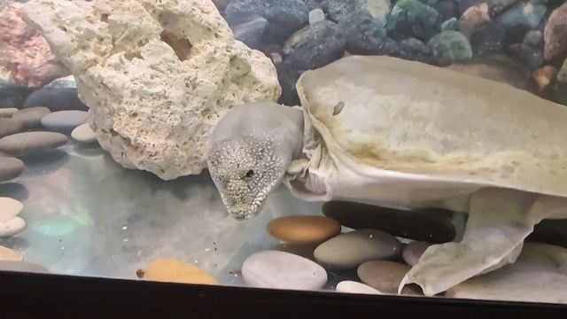 Геленджик, Сафари-парк, верхняя площадка канатной дороги 03.11.25 #геленджик #канатка
#сафарипарк