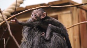 Смелый малыш белолицых саки пытается сам передвигаться по веткам, но мама его охраняет 16.02.2026