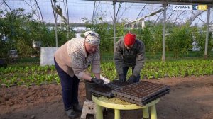 Какие культуры растут в теплицах круглый год? ЗЕМЛЕХОД