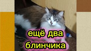 КОШКИ С ОЗВУЧКОЙ.