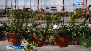 Сотрудники Белгорблагоустройства подготовили тысячи новых цветов и кустарников к весеннему сезону