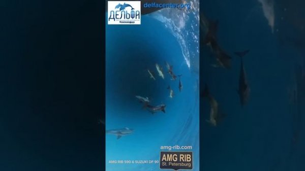 Дельфацентр Краснодарский край