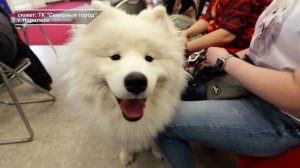 ПУШИСТЫЙ СТИЛЬ