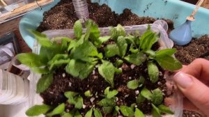 ОСТЕОСПЕРМУМ.КАК УКОРЕНИТЬ ОСТЕОСПЕРМУМ.2026