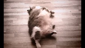 ЖИЗНЬ ОДНОГО КОТА