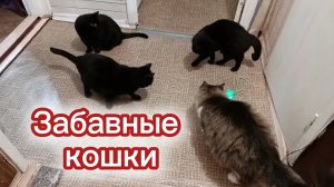 Забавные кошки. Игрушка для кошек.