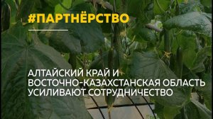 Барнаульские огурцы заинтересовали казахскую делегацию