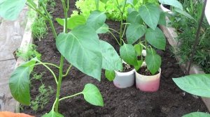 2251.  ВПЛ,Высаживаю рассаду перцев на ПМЖ