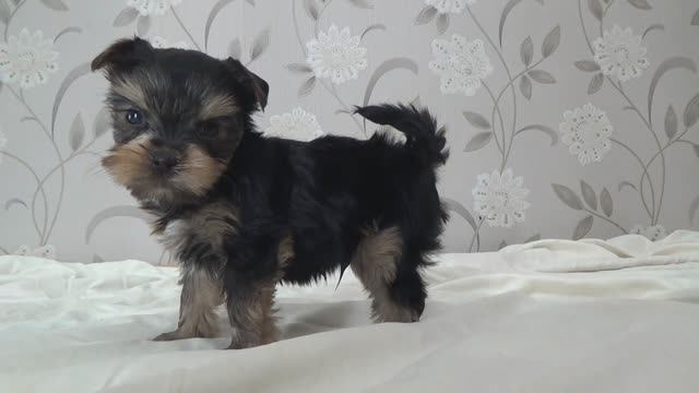 Щенок йорка (мальчик, Рамир. 09.01.2026) смотреть онлайн