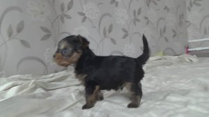 Щенок йорка (мальчик, Ясик. 09.01.2026)