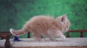 Ignat 1,5 месяца