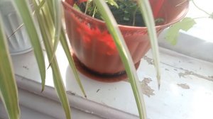 Начала огородом! Закончила ёлкой! Юмор 😆Юг России 🌴