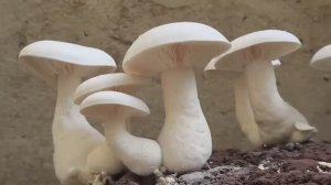 Как вырастить грибы дома