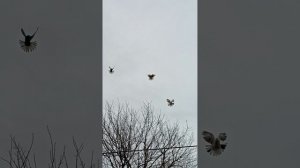 перелёт (89895013708) Андрей, продаются голуби Ростовская область Сальский р-н