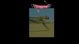 гепард бежит со скоростью 120 км/ч 🤯🤯🤯🤯🤯🤯
