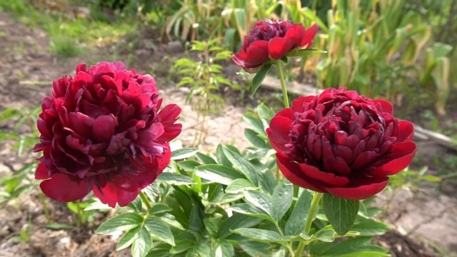 Пион ЧОРНОМОР- CHOPNOMOR - В.Ф.Горобец 2013 г.