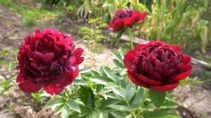 Пион ЧОРНОМОР- CHOPNOMOR - В.Ф.Горобец 2013 г.