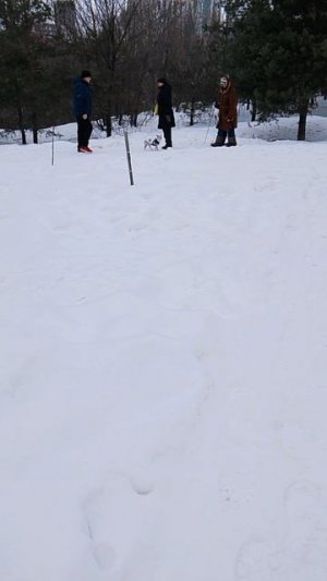 гуляю с собаками 1 серия извинить видео оборвалось