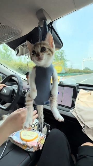 Антистресс в машину 👍