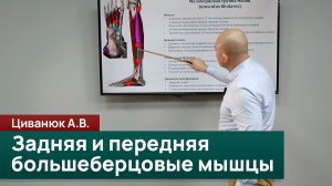 Задняя и передняя большеберцовые мышцы: ключевые стабилизаторы сводов стопы. Циванюк А.В.